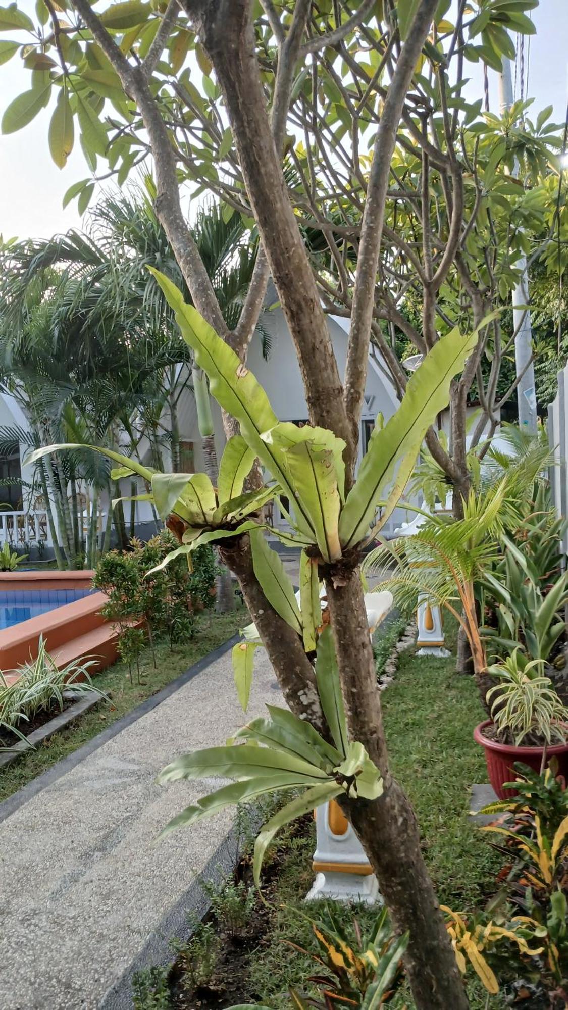 New Balengku Dua Hotel - Adults Only Gili Air Ngoại thất bức ảnh